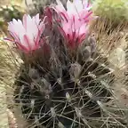 Pyrrhocactus gracilis02