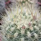 Pyrrhocactus aff. krausii01