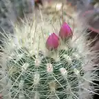 Pyrrhocactus aff. krausii02