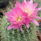 Pyrrhocactus aff. krausii04