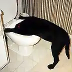 perro_vomitando_01