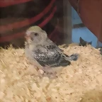 peri bebe