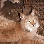 Lynx lynx hijos