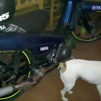 MI YAMAHA SIGMA