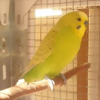 27-12-10 Rikki (1)