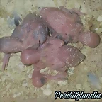 FB_IMG_1533291942629