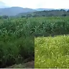 sorgo O MIJO