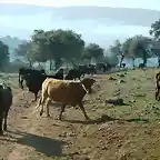 019, vacas