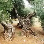 vieja oliva