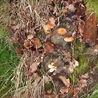 DSCN3742