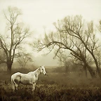 Caballo