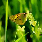 21, mariposa y jamargo 2, marca