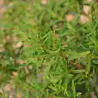 cistus mospeliensis