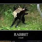 demotivational-posters-rabbit