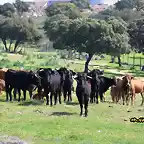 22, vacas, marca