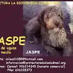 JASPE Ciudad Real