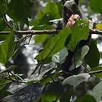 Sciurus stramineus 1 (1-10-23 Zoo de Quito, wild, det yo)