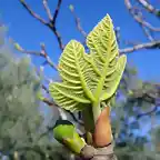 hoja de higuera naciendo