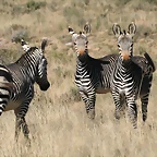 Mountain Zebra National Park 19-05-09 556