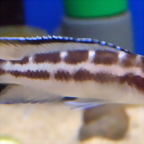 Neolamprologus buescheri 'Kamakonde' (5-8-17 Zoo Zajac)