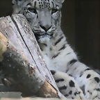 Le Parc des Felins agost 2010 035