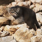 Le Parc des Felins agost 2010 044