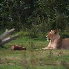 Le Parc des Felins agost 2010 013