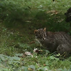 Le Parc des Felins agost 2010 030