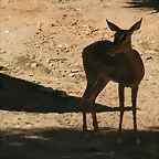 Zoo de Barcelona 03-04-11 376