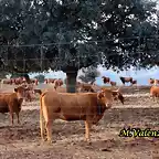 04, vacas en la carnicera, marca 2