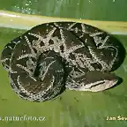 bothrops-asper--bothrops-asper