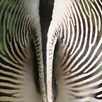 Zoo Stuttgart 272