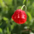 23, amapola  y lluvia, marca