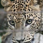 Zoo de Barcelona 23-07-2010 264