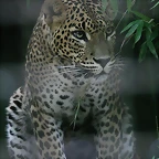 Zoo de Barcelona 23-07-2010 254
