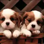 cute-puppies-puppies-and-more-31104113-1024-768