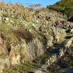 DSCN6494