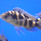 Placidochromis milomo (5-8-17 Zoo Zajac)