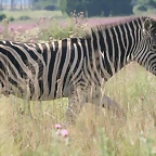 Rietvlei Nature Reserve 7-02-09 267