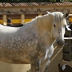 Zoo de Barcelona 03-04-11 670
