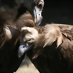 Zoo de Barcelona 03-04-11 660