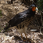 Phalcoboenus carunculatus 3 (7-10-23 Bioparque Amaru)