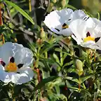 13, jara en flor2, marca