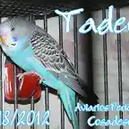 2012 018 TADEO