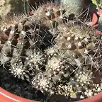 C. aff. humilis