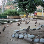 Zoo Barcelona 29-11-11 254