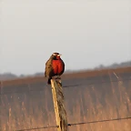 IMG_5522