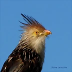 IMG_9895-1guira-guira
