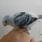 3  pollo 3-8-10