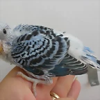 2 pollo 3-8-10